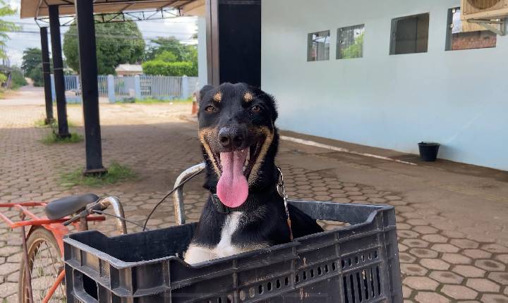Cadela e filhotes são resgatados e Prefeitura reforça atendimento veterinário