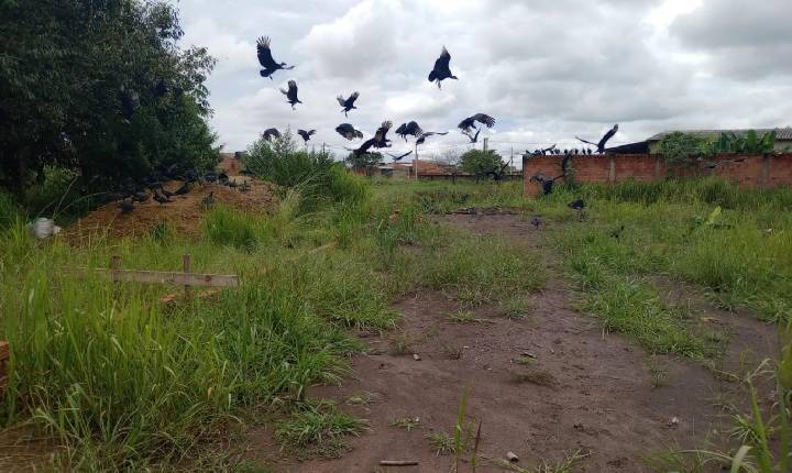 Caminhão ligado à JBS é flagrado despejando esterco em área residencial de Porto Velho