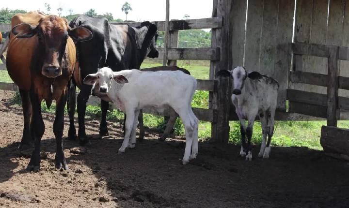 Cláudia de Jesus garante R$ 80 mil para programa de melhoramento genético bovino em Urupá