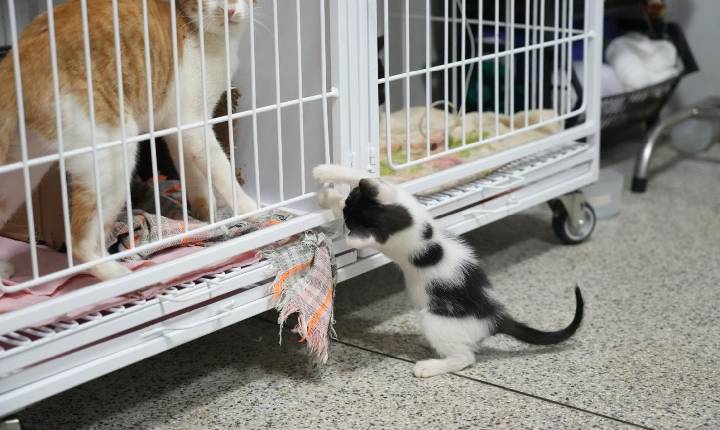 Clínica do Bem-Estar Animal tem resultados positivos em atendimentos e adoções