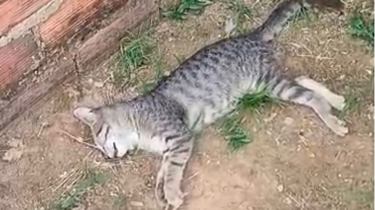 Crueldade choca Porto Velho: mais de 10 gatos são envenenados em bairro da zona leste