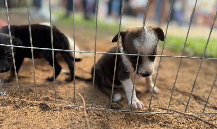 ESTAR ANIMAL - Feira de adoção de animais será realizada na Rua do Lazer no próximo domingo (2)