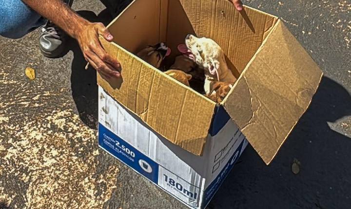 Filhotes largadas em plena via pública são acolhidos pela prefeitura