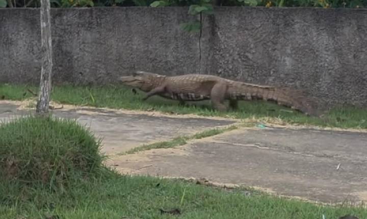 JACARÉ DE APROXIMADAMENTE TRÊS METROS É ENCONTRADO NO ESPAÇO ALTERNATIVO EM PORTO VELHO
