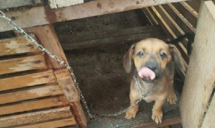 Mulher é detida após cães serem encontrados em situação de maus-tratos