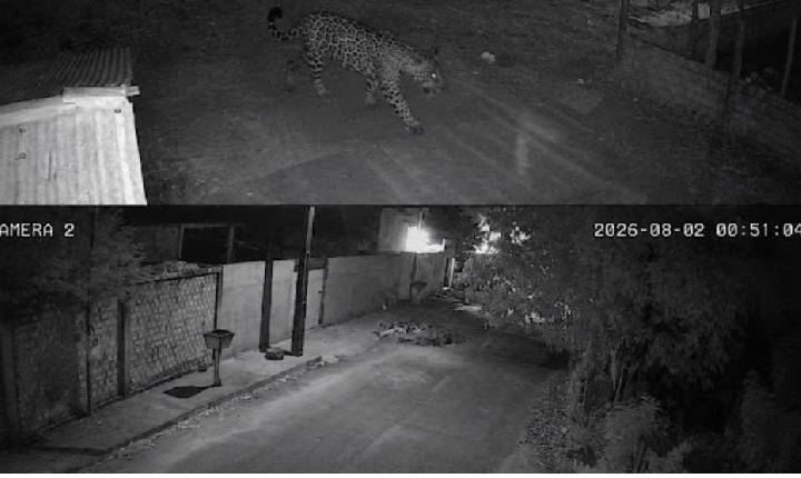 Onça é Flagrada em bairro do Candeias