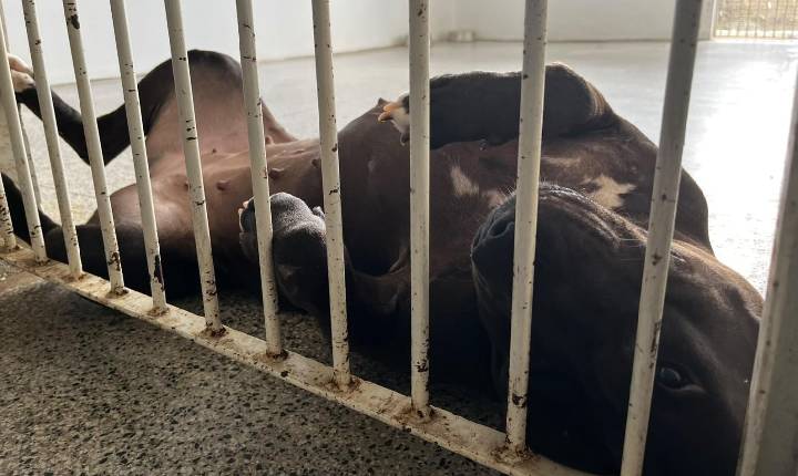 Pitbull Ariel ganha uma nova chance após ser resgatada em estado grave