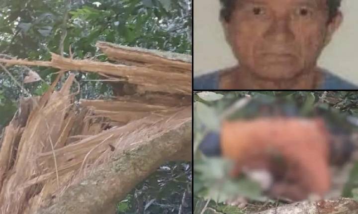 Trabalhador morre após ser atingido por tronco de árvore