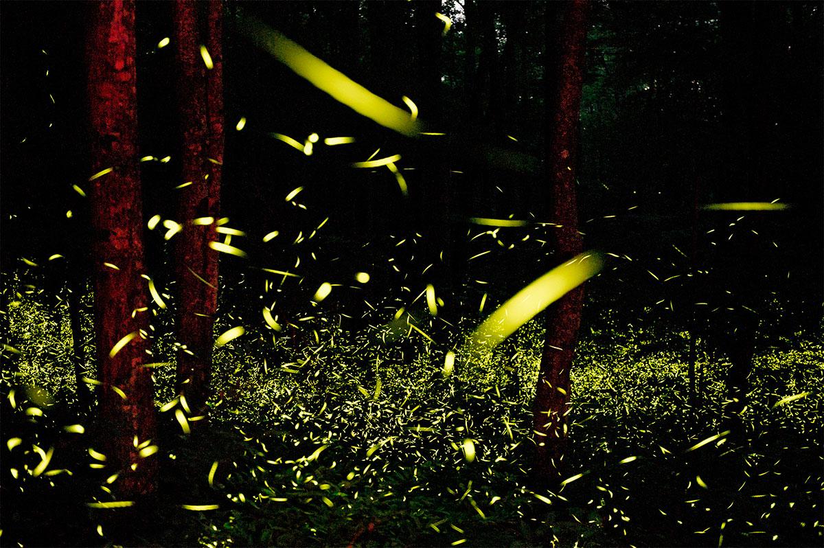 O Crepúsculo dos Vagalumes: Uma Luz que se Apaga