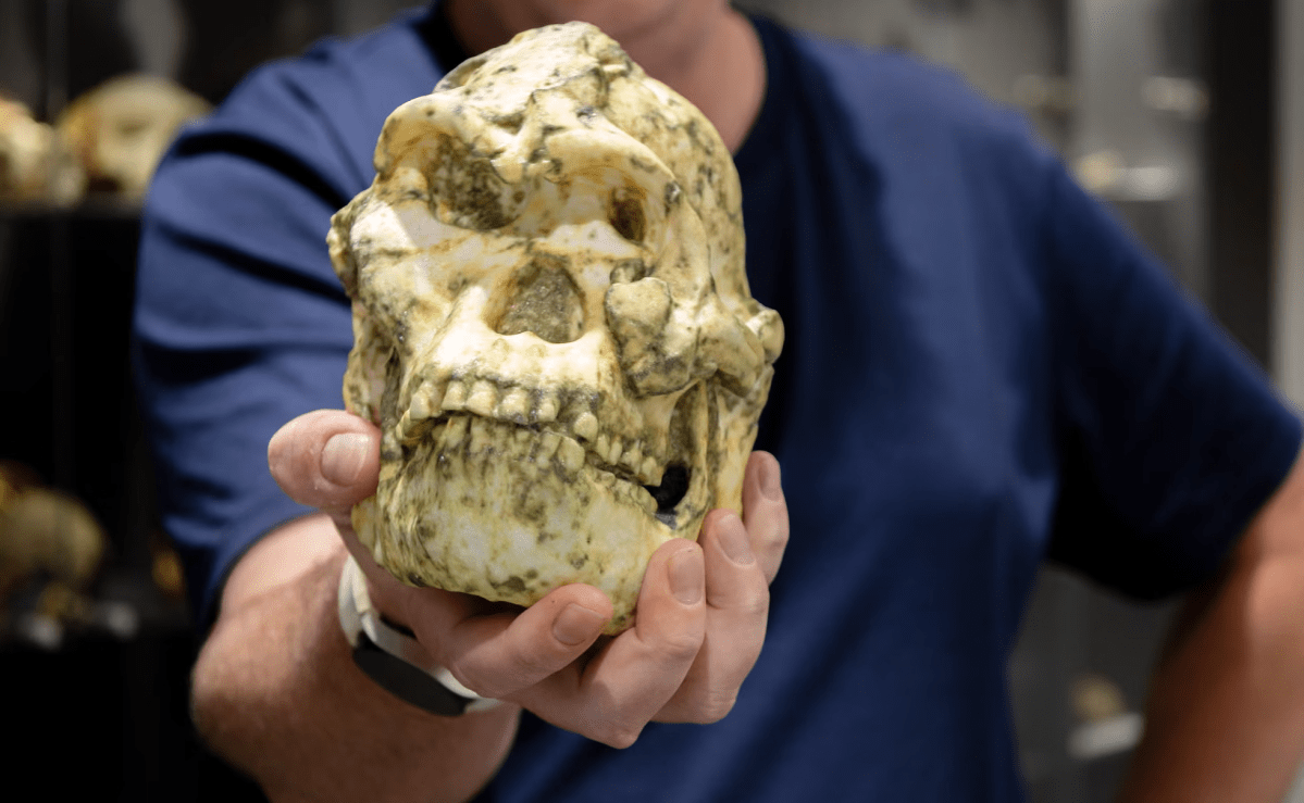 Será que o fóssil Little Foot é uma nova espécie humana ancestral? Entenda