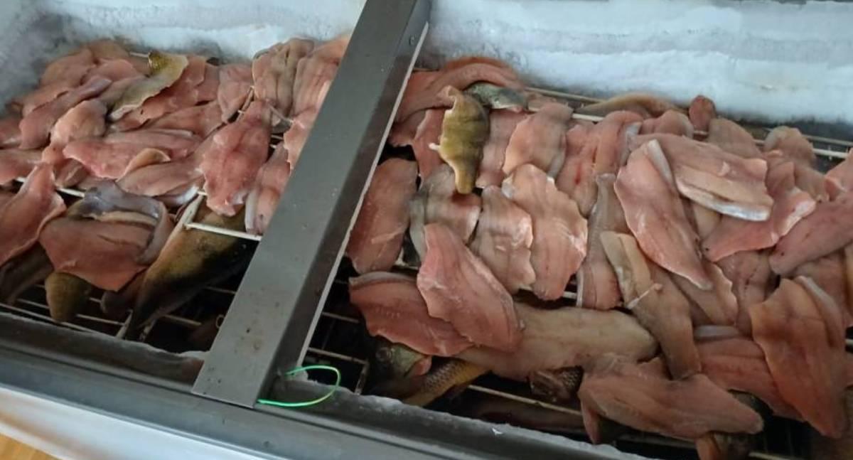 Comerciante nega venda de peixes apreendidos e alega consumo próprio