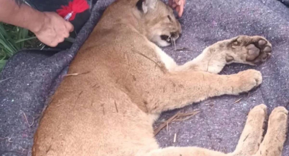 Onça-parda é resgatada ferida após atropelamento no Paraná