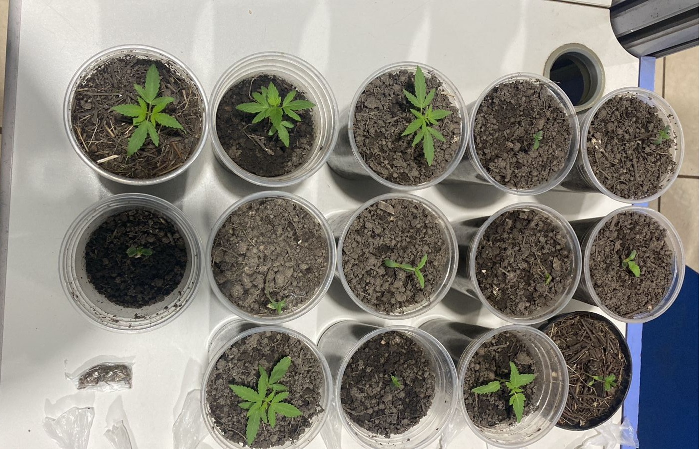 Polícia Militar descobre cultivo de drogas em apartamento no Orgulho do Madeira