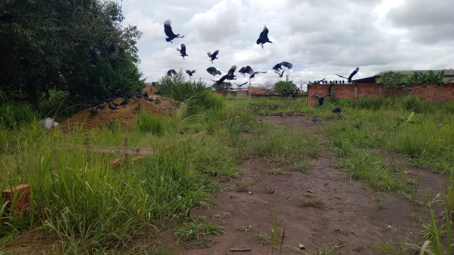 Caminhão ligado à JBS é flagrado despejando esterco em área residencial de Porto Velho