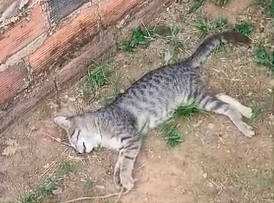 Crueldade choca Porto Velho: mais de 10 gatos são envenenados em bairro da zona leste