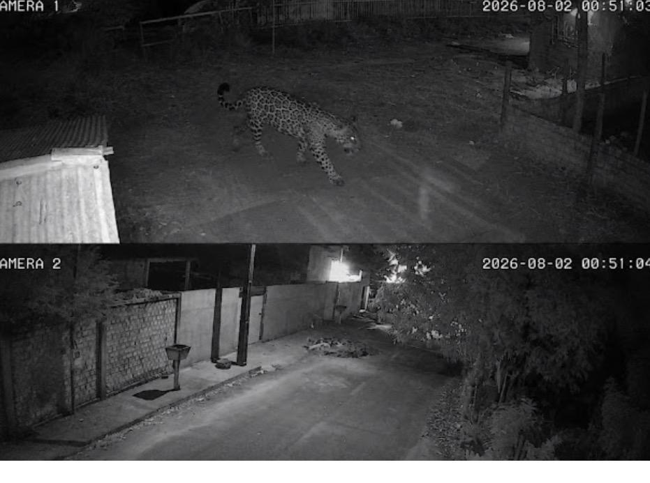 Onça é Flagrada em bairro do Candeias