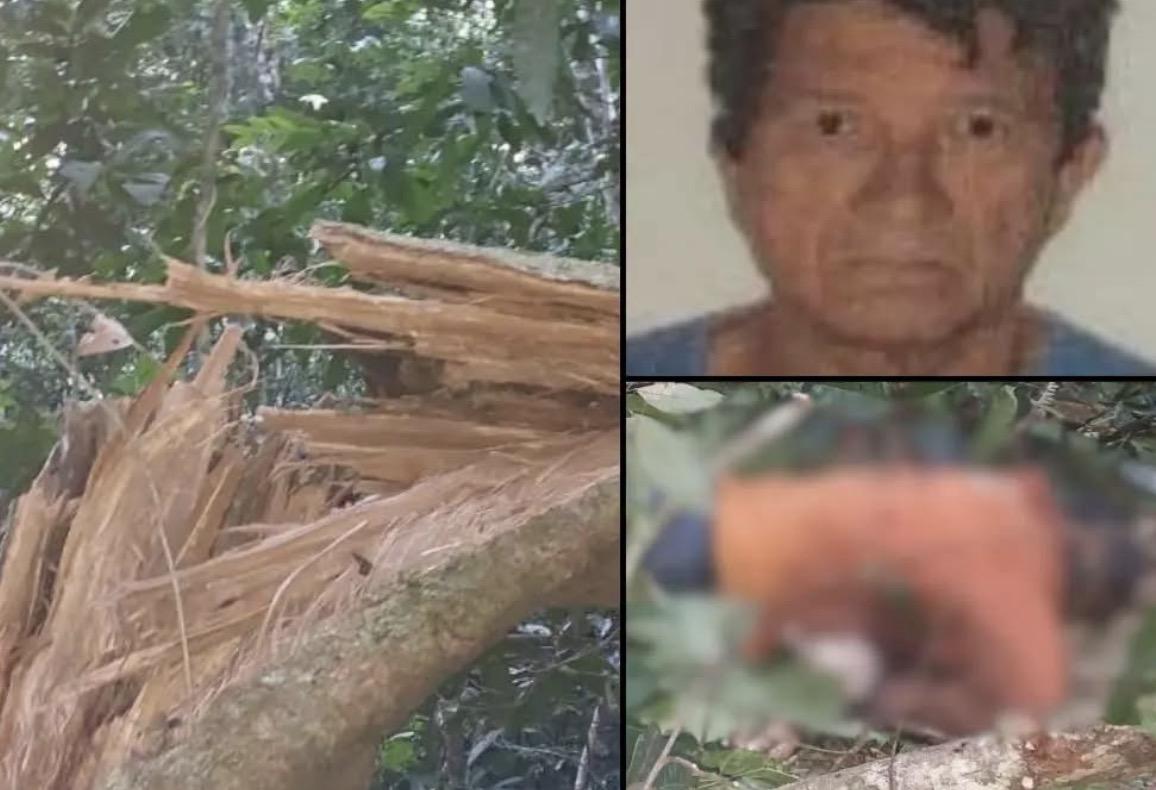Trabalhador morre após ser atingido por tronco de árvore